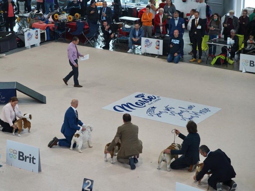 Exhibition Carpets img 20211021 wa0000